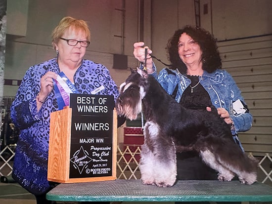 Carol Beagle Show Dog Breeder of Champion Mini Schnauzers