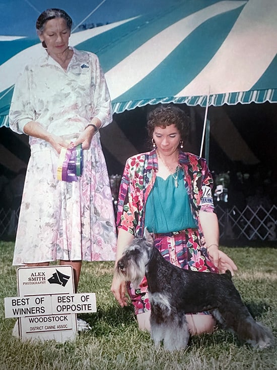 Champion Mini Schnauzer Winner