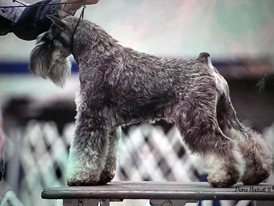 Champion Mini Schnauzer